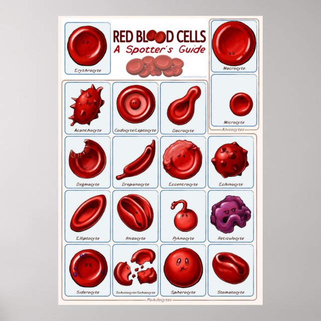 Red blood cells poster (Front)