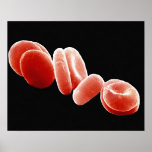 Red Blood Cells Poster
