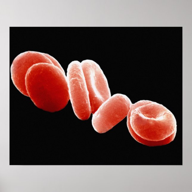 Red Blood Cells Poster (Front)