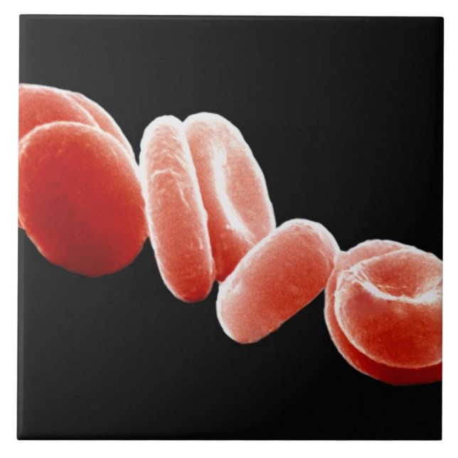 Red Blood Cells Tile (Front)