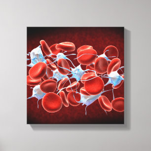 Red Blood Cells With Leukocytes Canvas Print
