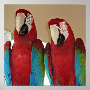 Red, Blue, Green Macaws (Parrots) Poster
