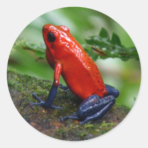 Red & Blue Poison Dart Frog Classic Round Sticker