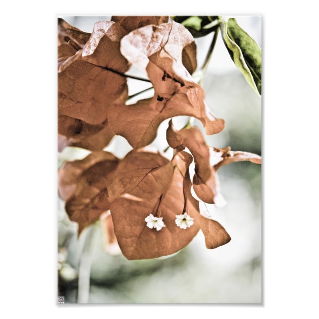 Red Bougainvillea Photo Print (Front)
