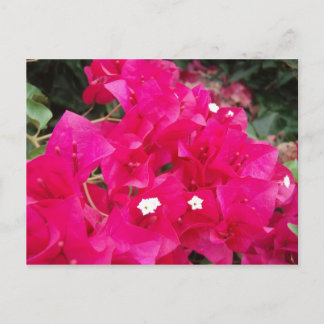 Red Bougainvillea Postcard
