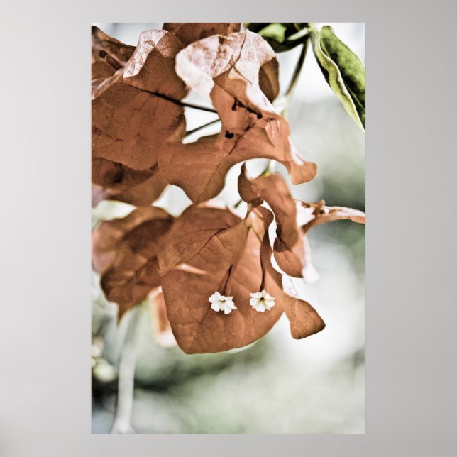 Red Bougainvillea Poster (Front)