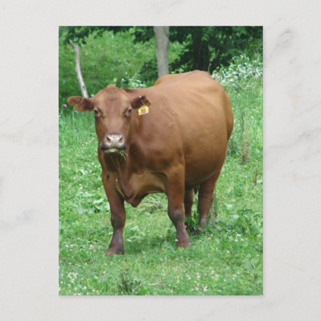 Red Bovine Postcard (Front)