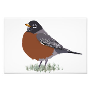 Red Breasted American Robin Digitally Drawn Bird Photo Print