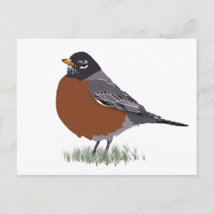 Red Breasted American Robin Digitally Drawn Bird Postcard