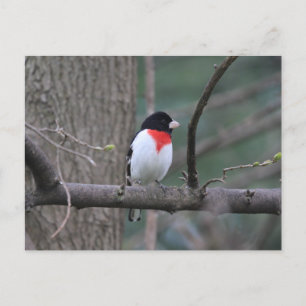 Red-Breasted Grosbeak Postcard