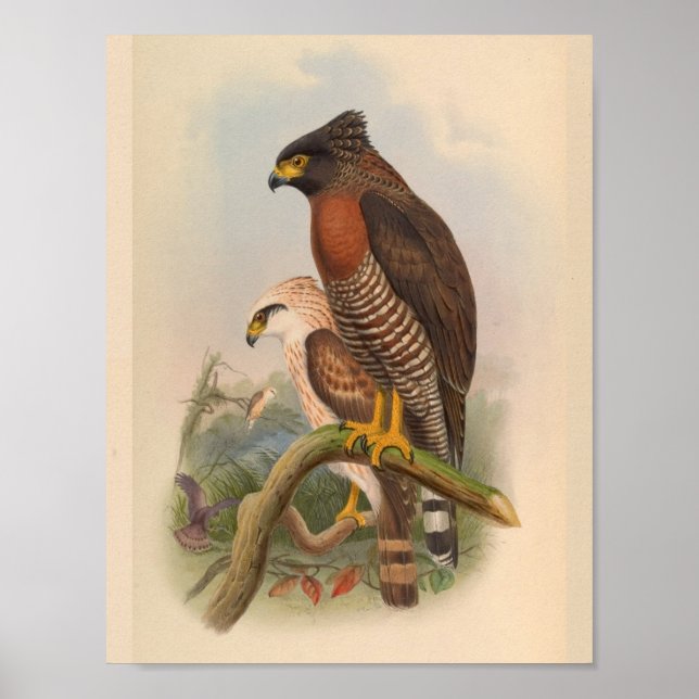 Red Breasted Hawk Bird Vintage Art Print (Front)