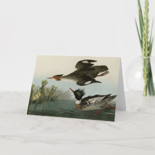 Red-breasted Merganser, Audubon's Birds of America Card