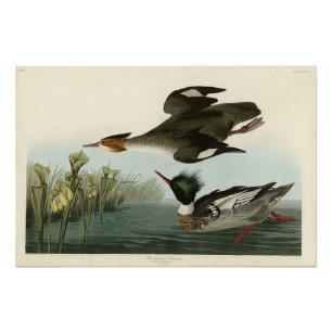 Red-breasted Merganser, Audubon's Birds of America Photo Print