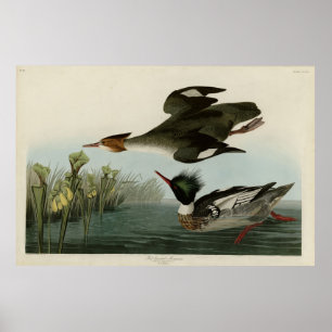 Red-breasted Merganser, Audubon's Birds of America Poster
