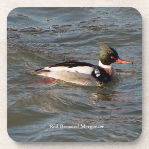 Red Breasted Merganser coaster