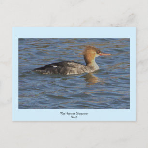 Red-breasted Merganser Duck Postcard