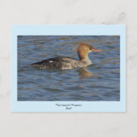 Red-breasted Merganser Duck Postcard