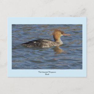 Red-breasted Merganser Duck Postcard
