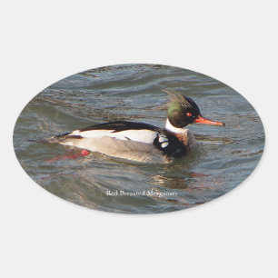 Red Breasted Merganser sticker
