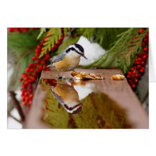 Red-breasted Nuthatch