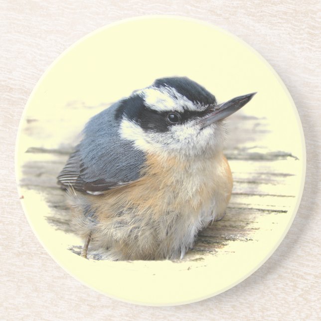 Red-breasted Nuthatch Coaster (Front)
