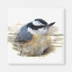 Red-breasted Nuthatch Magnet
