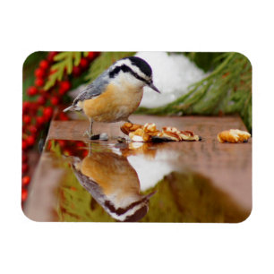 Red-breasted Nuthatch Magnet