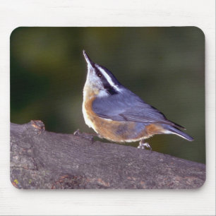 Red-breasted Nuthatch on branch Mouse Mat