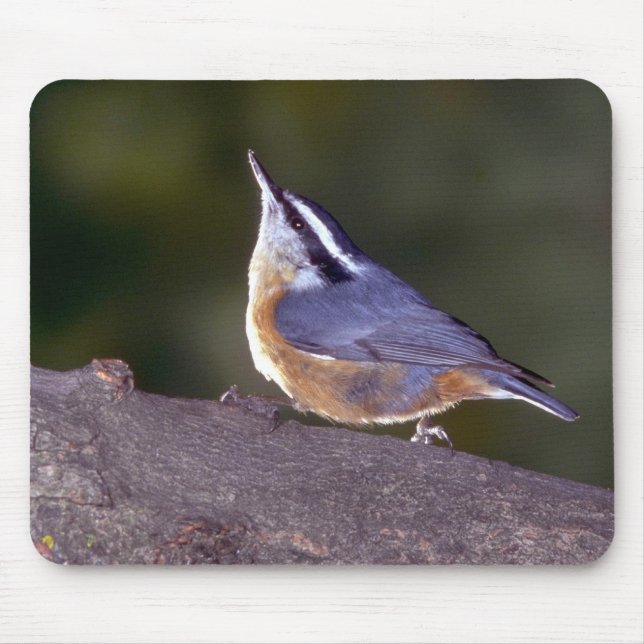 Red-breasted Nuthatch on branch Mouse Mat (Front)