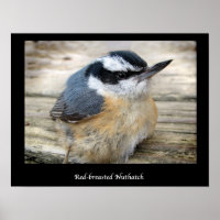 Red-breasted Nuthatch