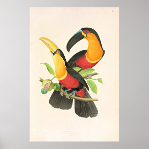Red-Breasted Toucan Bird Poster