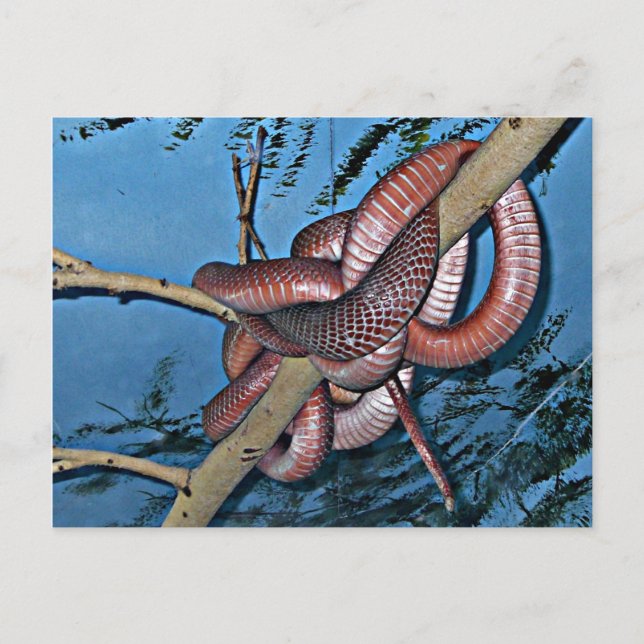 Red brown coiled poisonous snakes postcard (Front)
