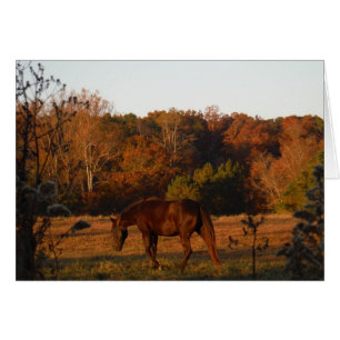 Red Brown horse, autumn woods.