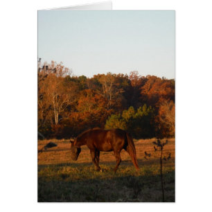 Red Brown horse, autumn woods.