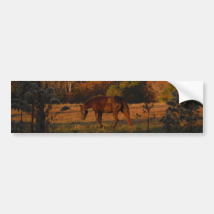 Red Brown horse, autumn woods. Bumper Sticker