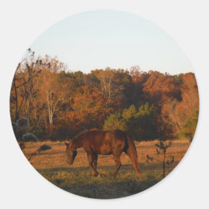 Red Brown horse, autumn woods. Classic Round Sticker
