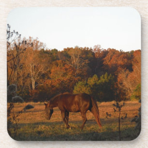 Red Brown horse, autumn woods. Coaster