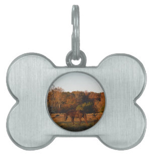 Red Brown horse, autumn woods. Pet Tag