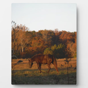 Red  Brown horse, autumn woods. Plaque
