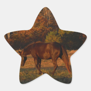 Red  Brown horse, autumn woods. Star Sticker