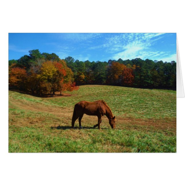 Red Brown horse, fall trees, blue skies (Front Horizontal)