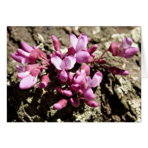Red Bud Tree
