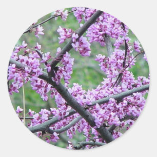 Red Bud Tree Classic Round Sticker