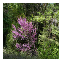 Red Bud tree in the Spring...