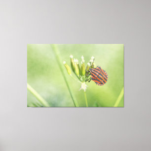 Red Bug - One More Bottle Does Not Hurt Canvas Print