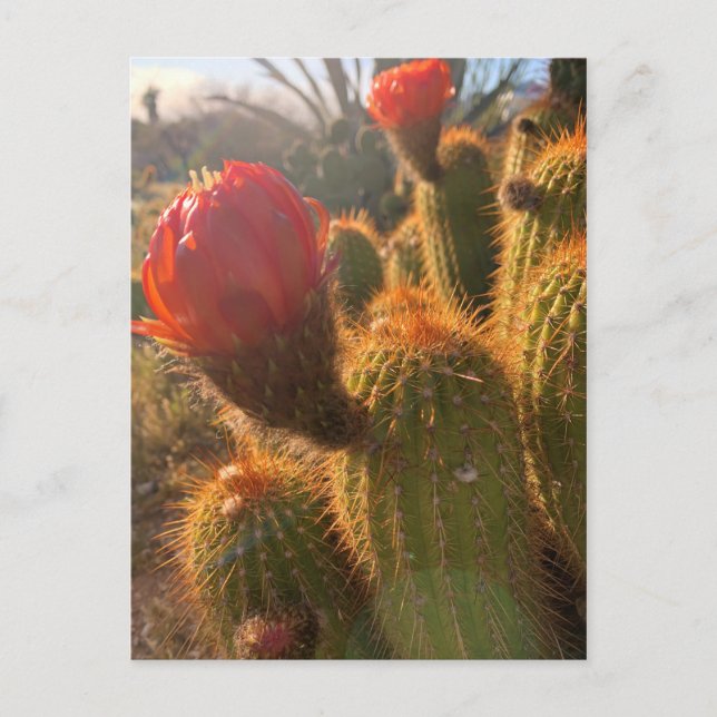 Red Cactus Flowers Sunset Postcard (Front)