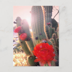 Red Cactus Flowers Sunset Postcard