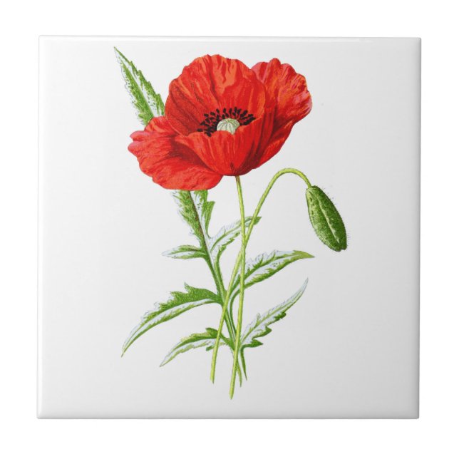 Red California Poppy Flower and Green Leaves Tile (Front)