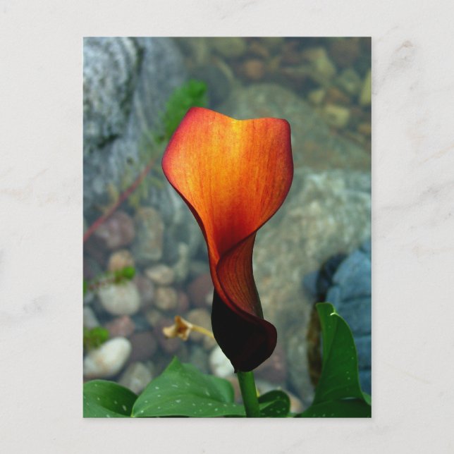 Red Calla Lily Postcards (Front)