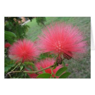 Red calliandra